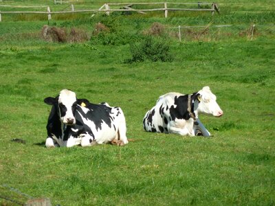 Beef cattle animals