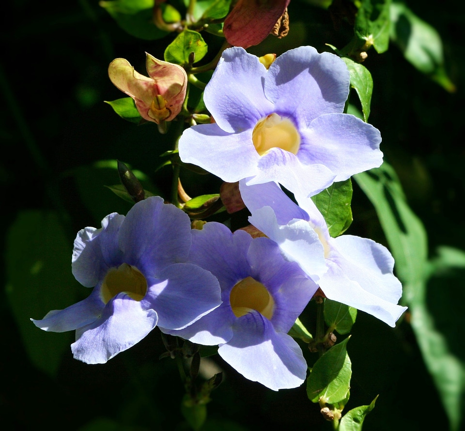 Garden floral petal