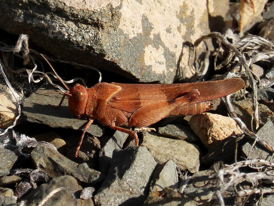 Grasshopper insect lobster