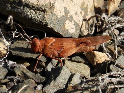 Grasshopper insect lobster