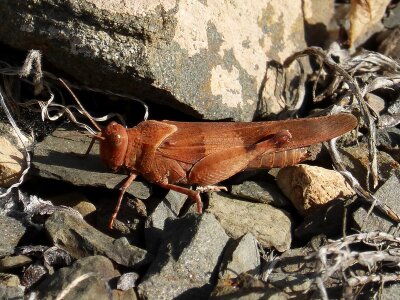 Grasshopper insect lobster photo