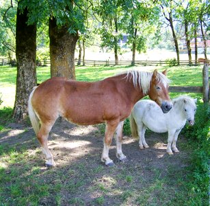 White pony animal ungulates photo