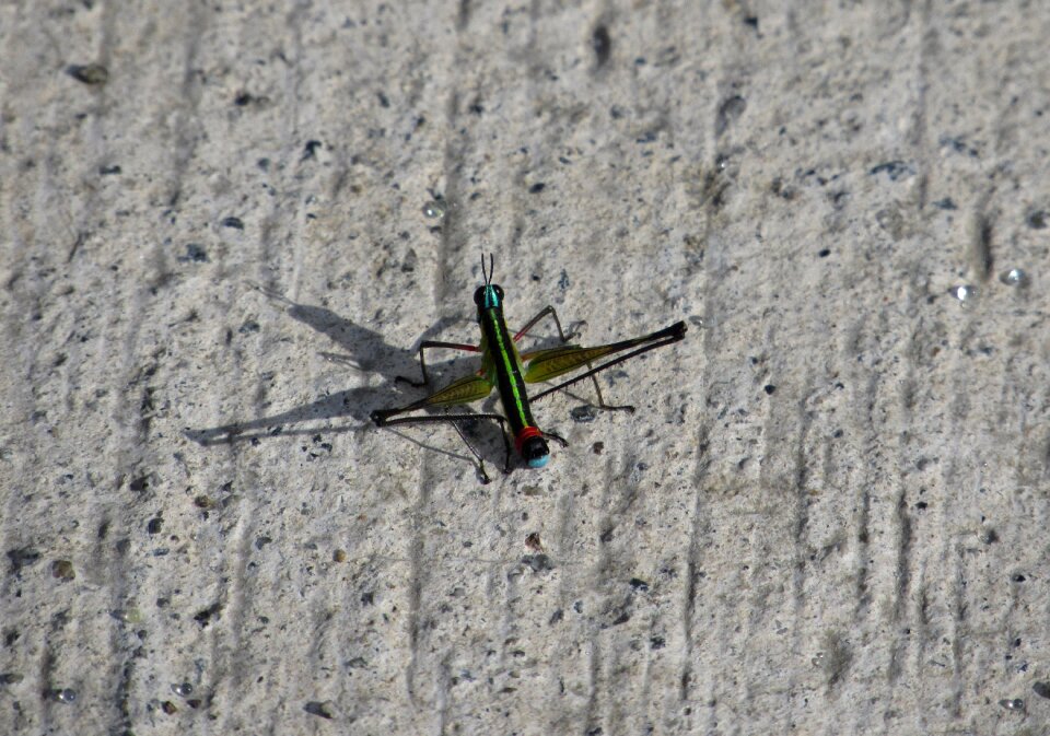 Insect ground green