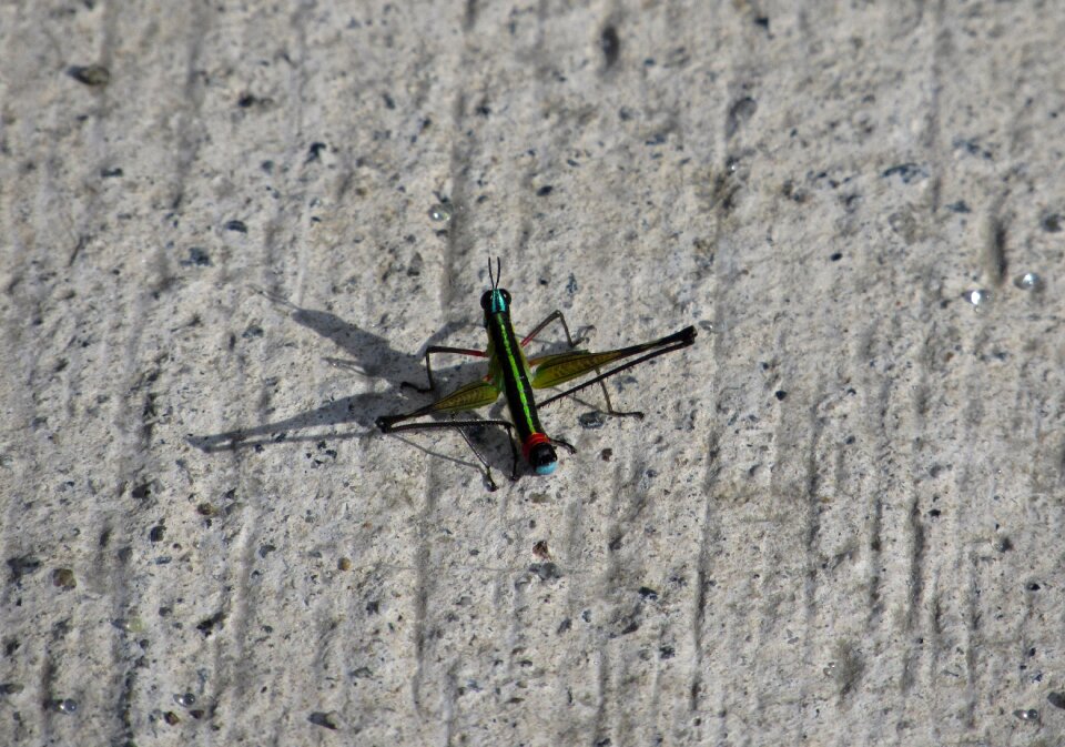 Insect ground green photo