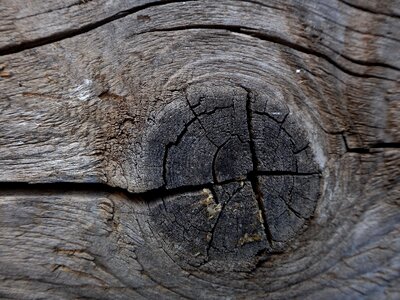 Design tree wood photo