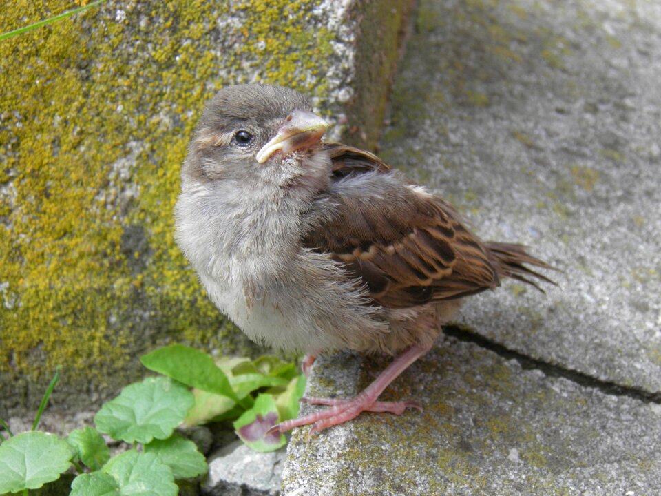 Animals birds sparrow