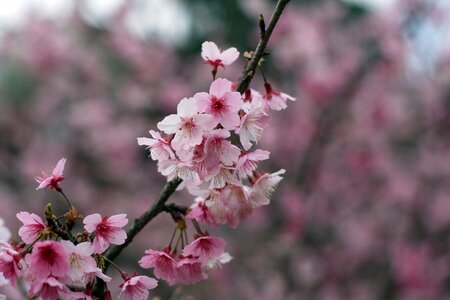 Cherry blossoms wulai taiwan photo