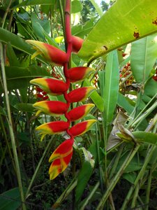Flowers garden plants