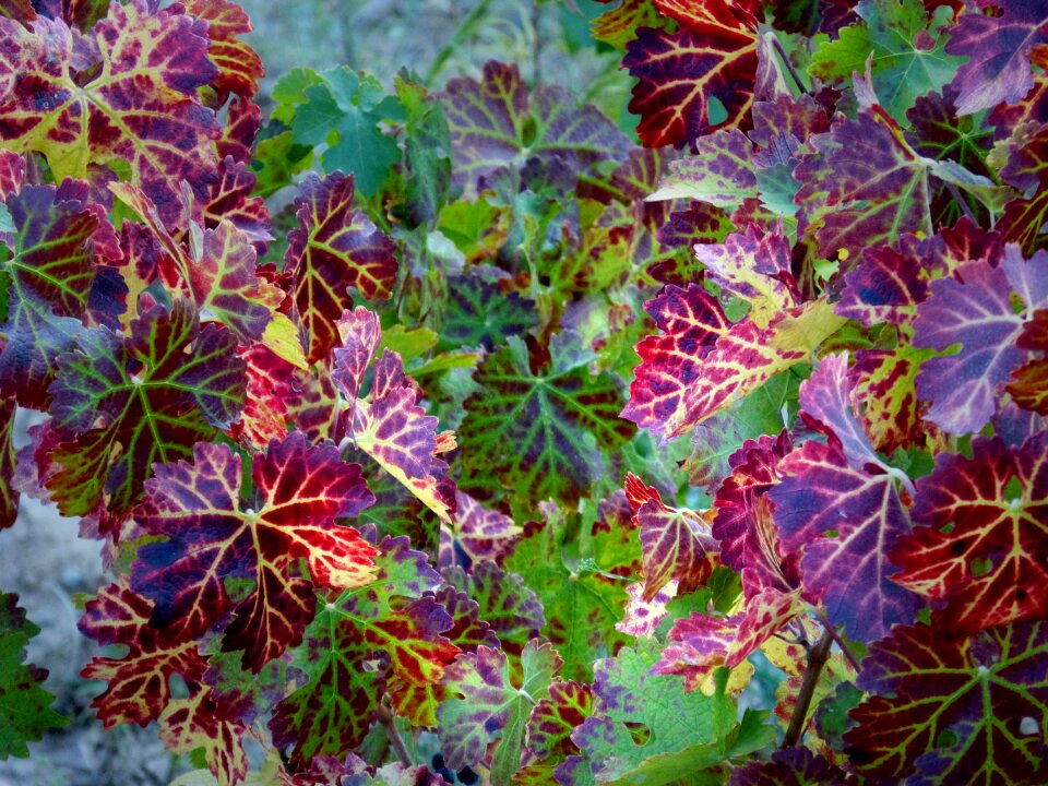 Autumn vineyard vine