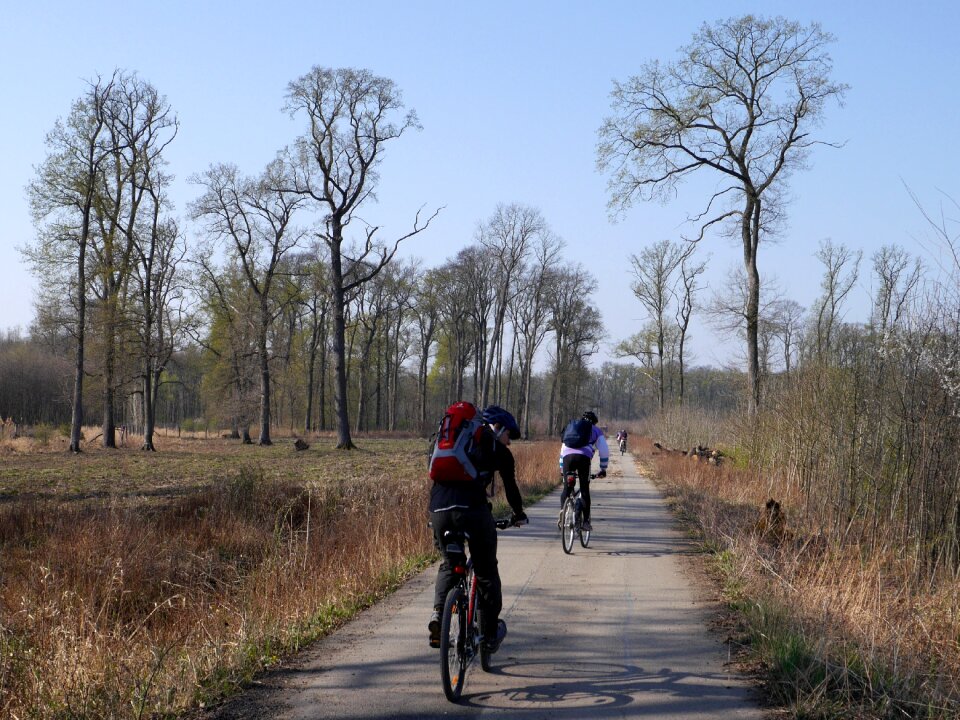 Forest dyje moravia