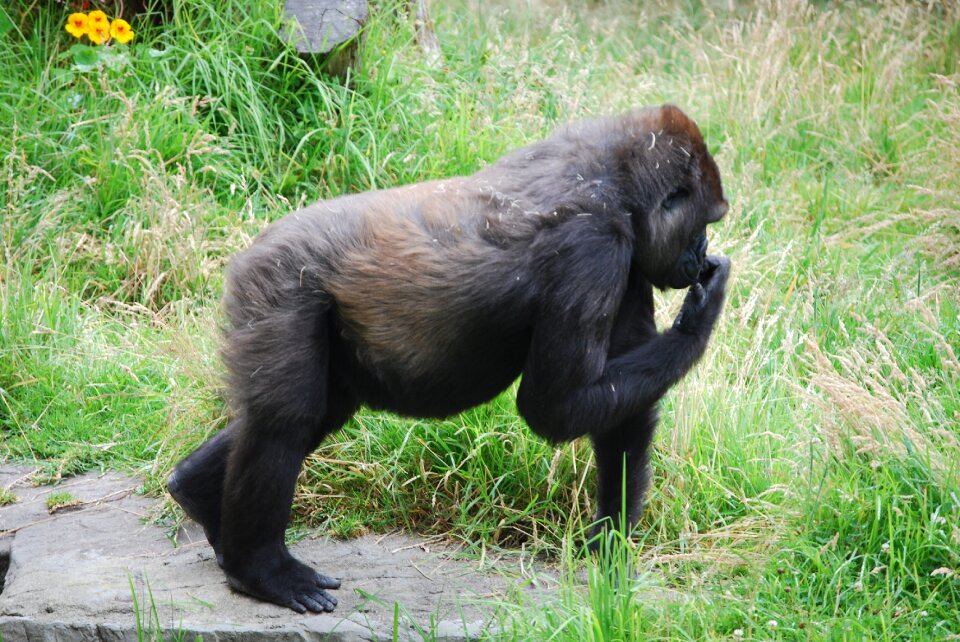 Primate monkey wildlife