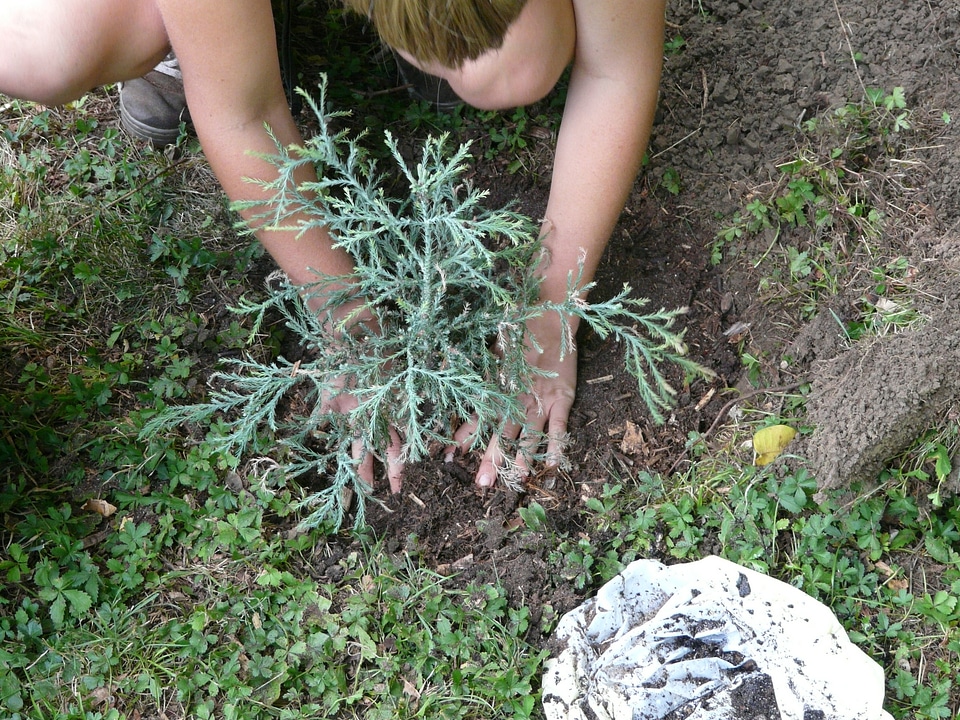 Tree plant sequoia