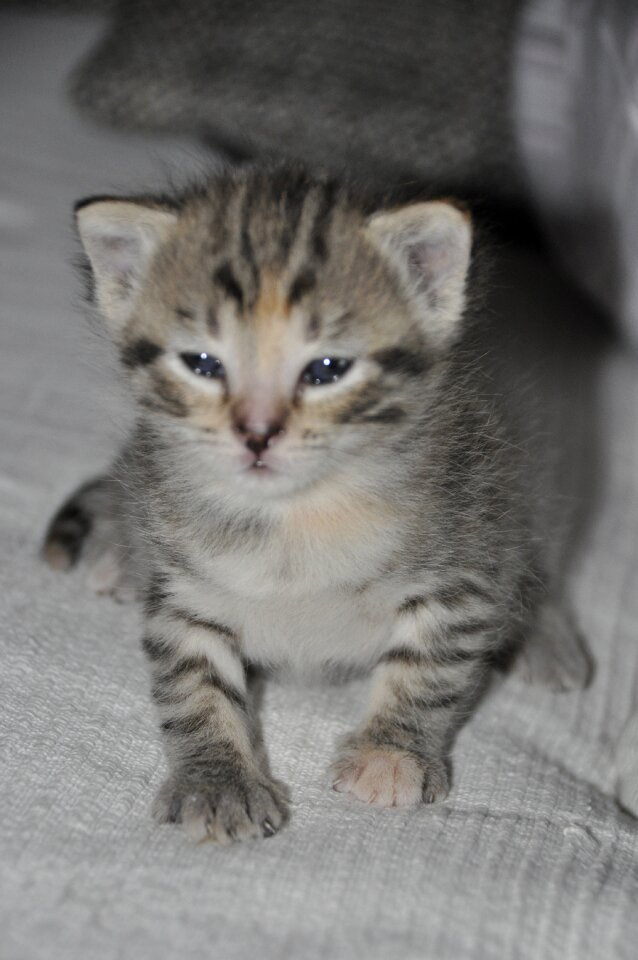Young animal domestic cat animal