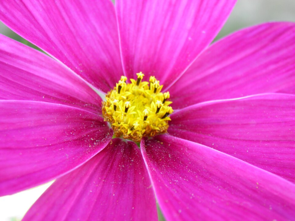 Macro violet prague photo