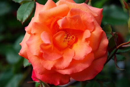 Rose orange nature photo