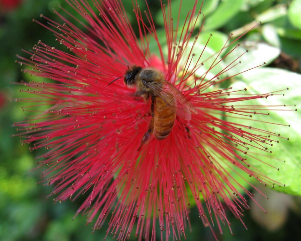 Nature insect spring