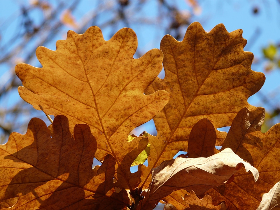 Sessile oak quercus petraea winter oak
