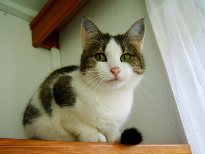 White-grey cat pets animal