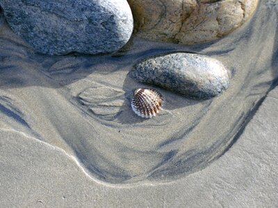 Nature mussels light