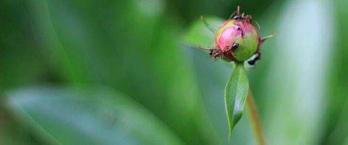 Flower leaf
