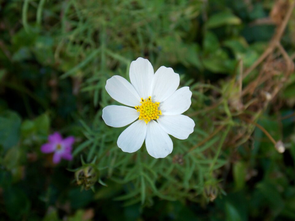 Nature flowers plant