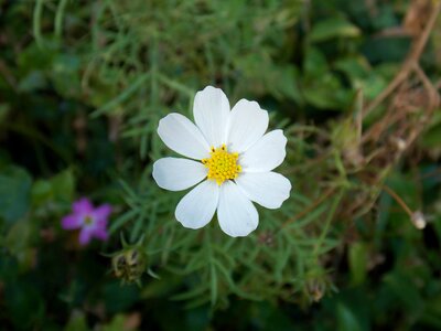 Nature flowers plant