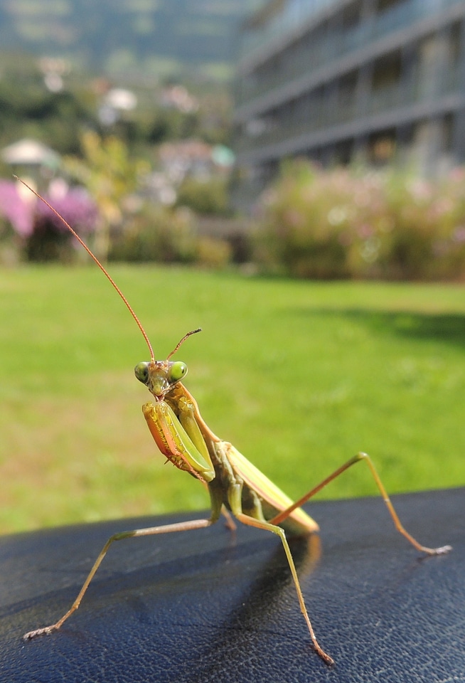 Fishing locust macro nature
