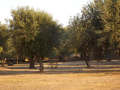 Green oliva olive plants