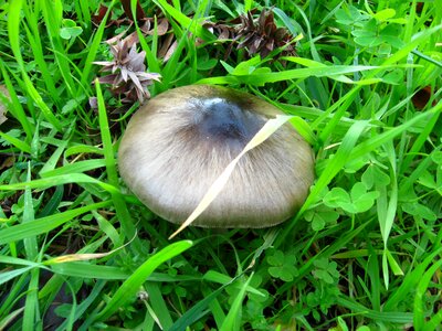 Nature forest mushrooms
