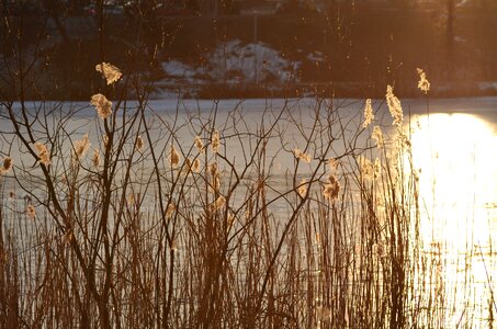 Pond cane reflection