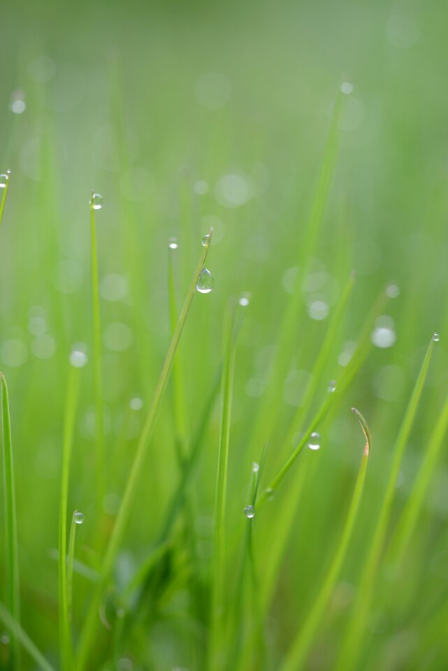 Nature grasses meadow photo