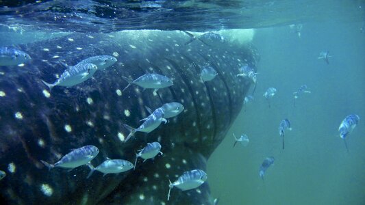 Diving ocean underwater