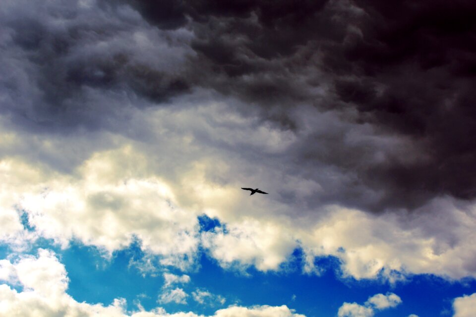 Seagull flying rain cloud