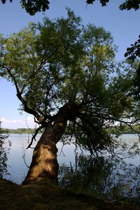 Lakeside nature log