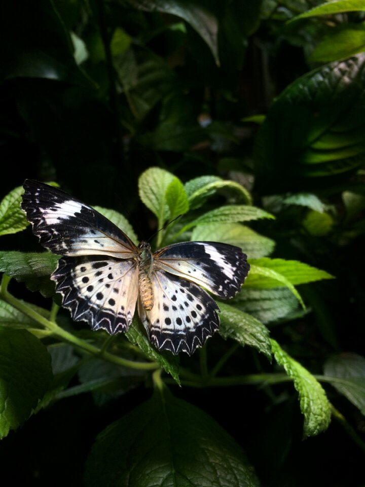 Nature black butterfly