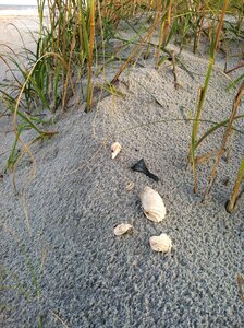 Shell beach sand