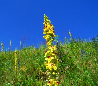 Yellow wild flowers colorful meadow blue sky photo