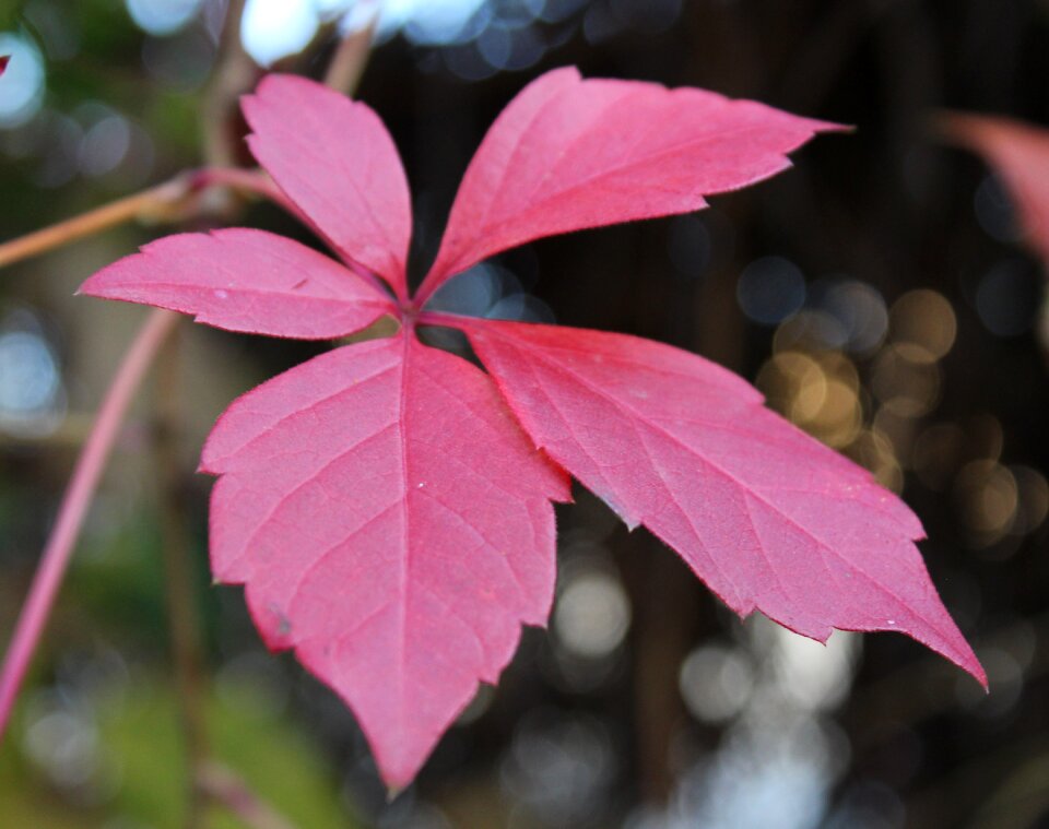 Autumn listopad autumn leaf