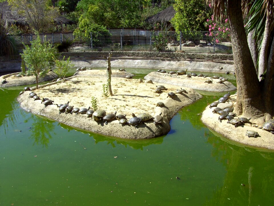 Tortoise water aquatic