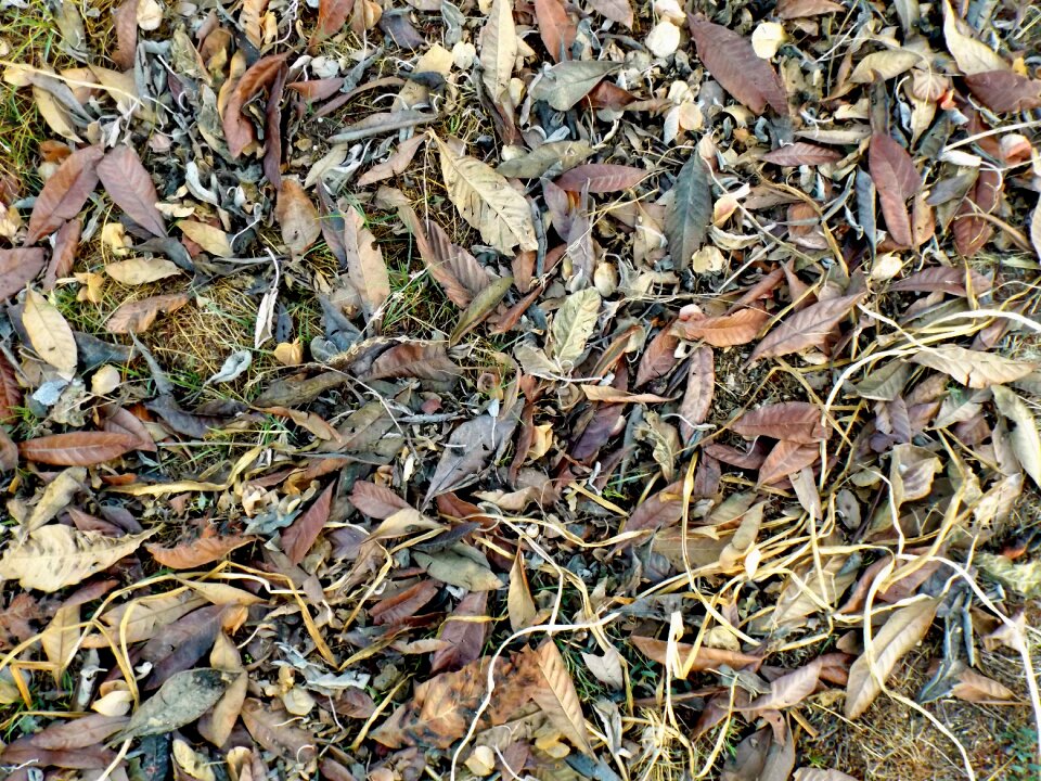 Dried leaves foliage plant photo