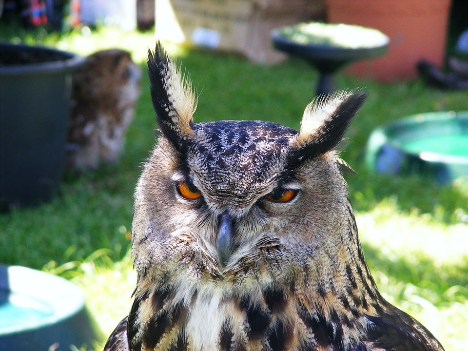 Wildlife animal beak