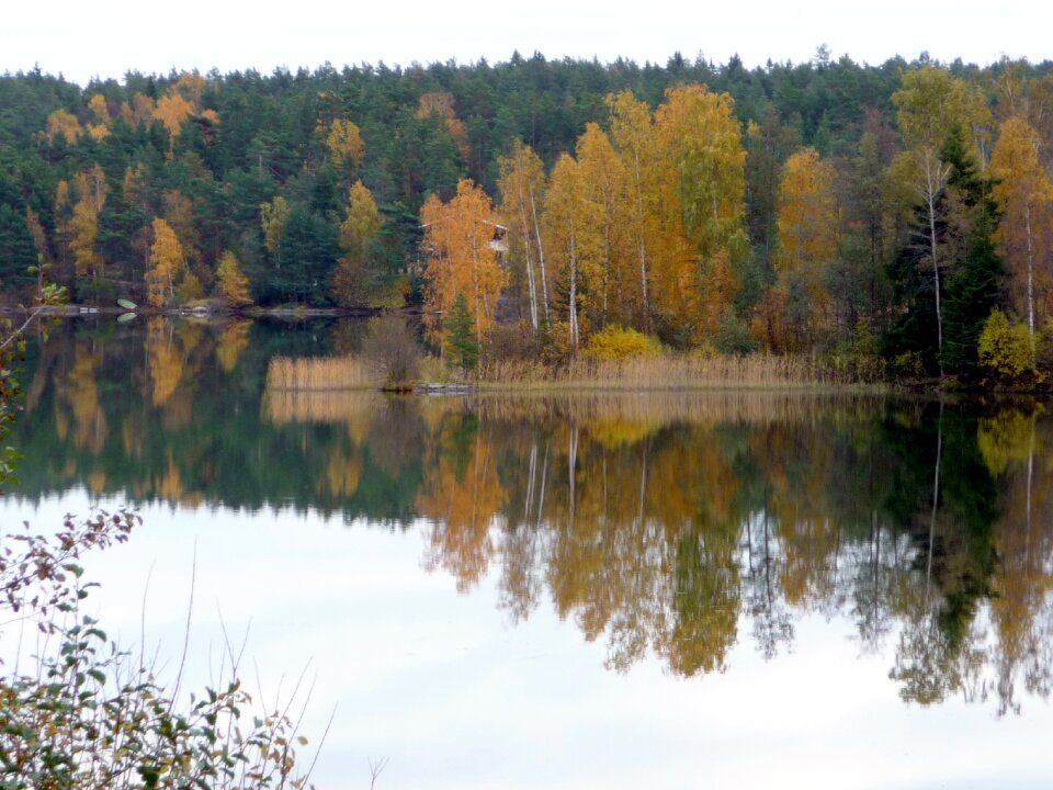 Nature still lake