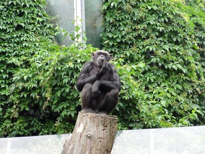 Animal world animal zoo