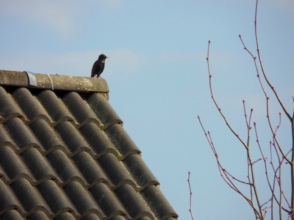 Spring sky crow the roof of the