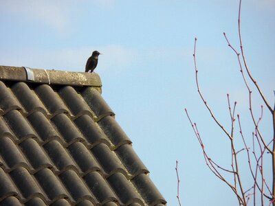 Spring sky crow the roof of the