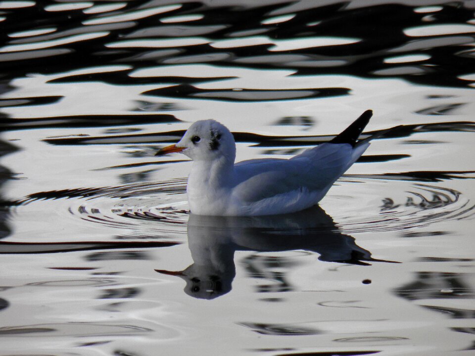 Bird the seagull water