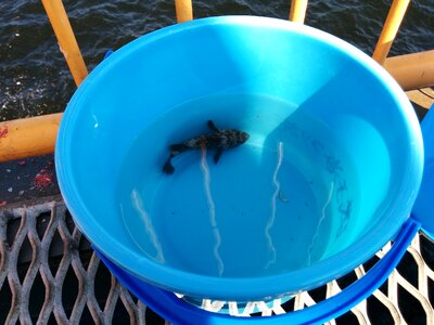 Fishing scorpion fish bucket