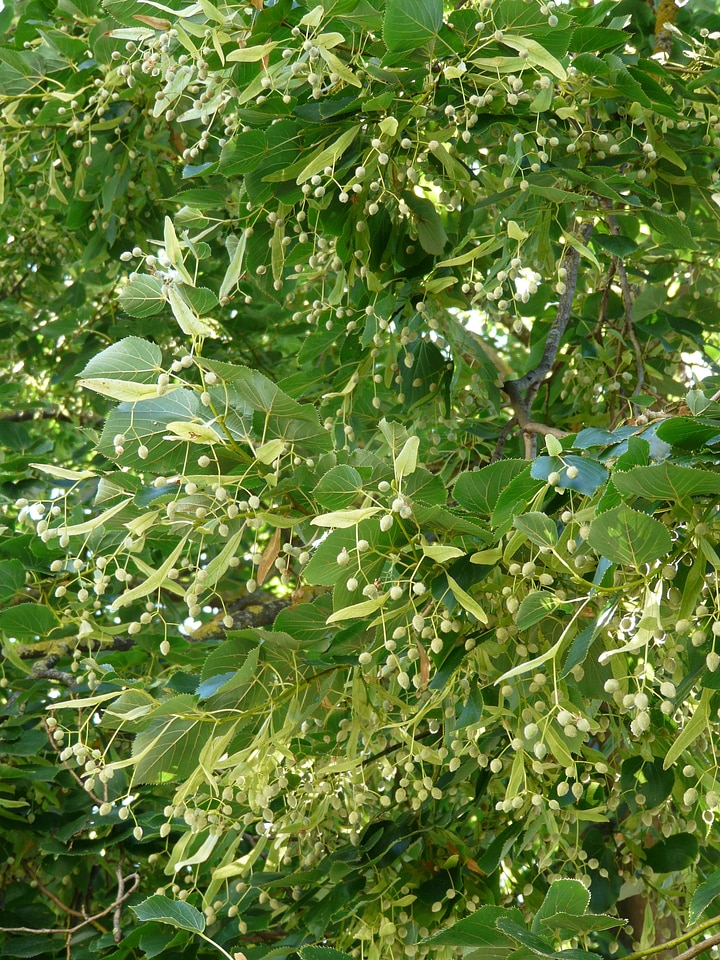 Seeds fruits winter linde