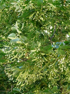 Seeds fruits winter linde