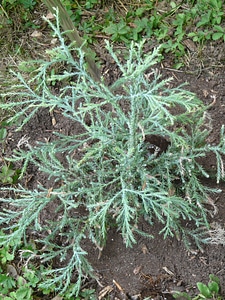 Casting tree plant
